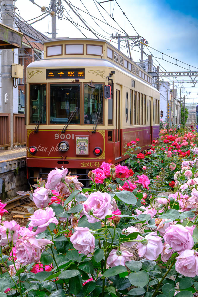 Mosora317's tweet photo. バラに囲まれた都電🌹

去年撮影
お花が早くて追いつかない💦 https://t.co/KBbJBoFbhJ