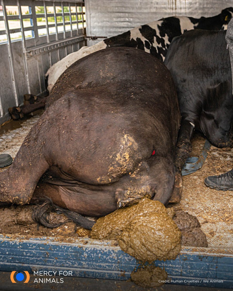 Mercy For Animals tweet media