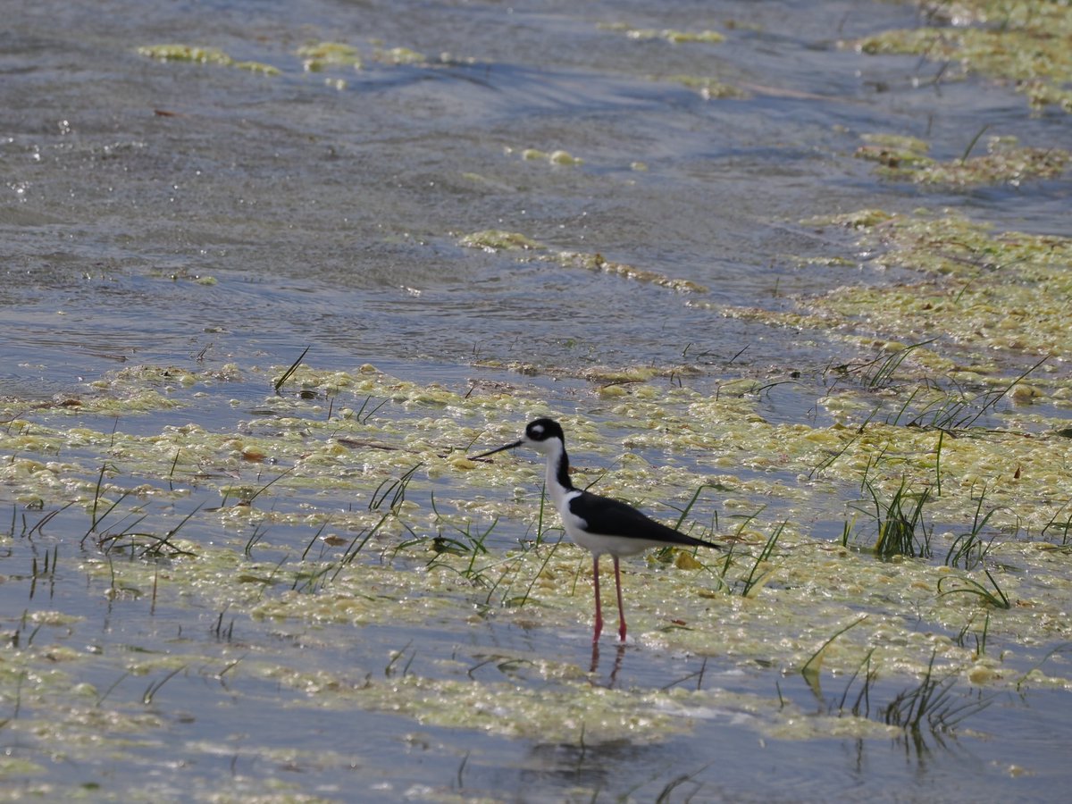 feather_report's tweet photo. Black-necked stilt has the second longest legs in proportion to its body size, second only to the flamingo https://t.co/jM4jh9LtZh