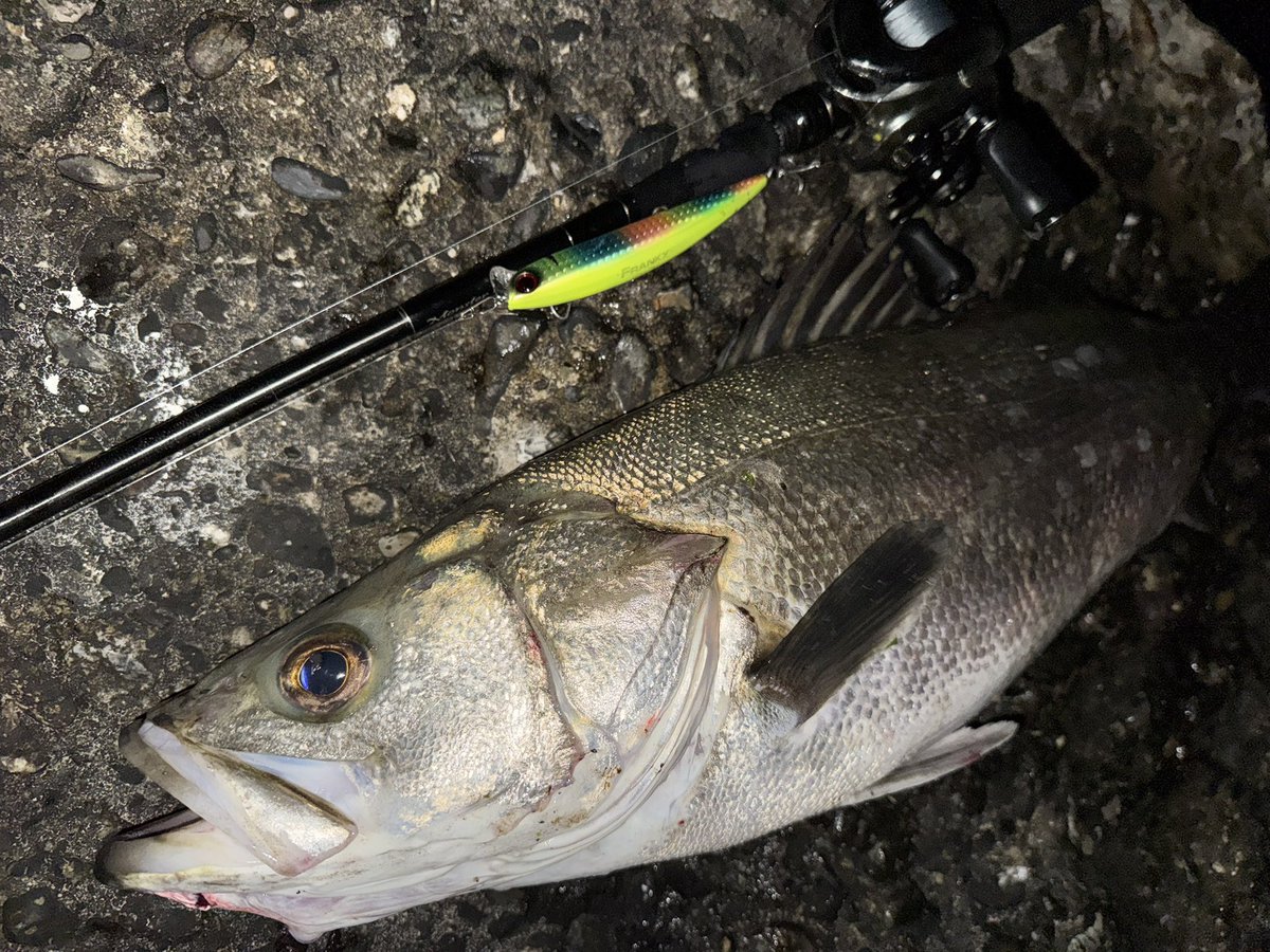 AKI35414004's tweet photo. エクストリーム退社成功✌️
今シーズン初ランカーキャッチ‼︎
今日の魚はみんな太くて重かった😭 https://t.co/SSrjlgFIuh