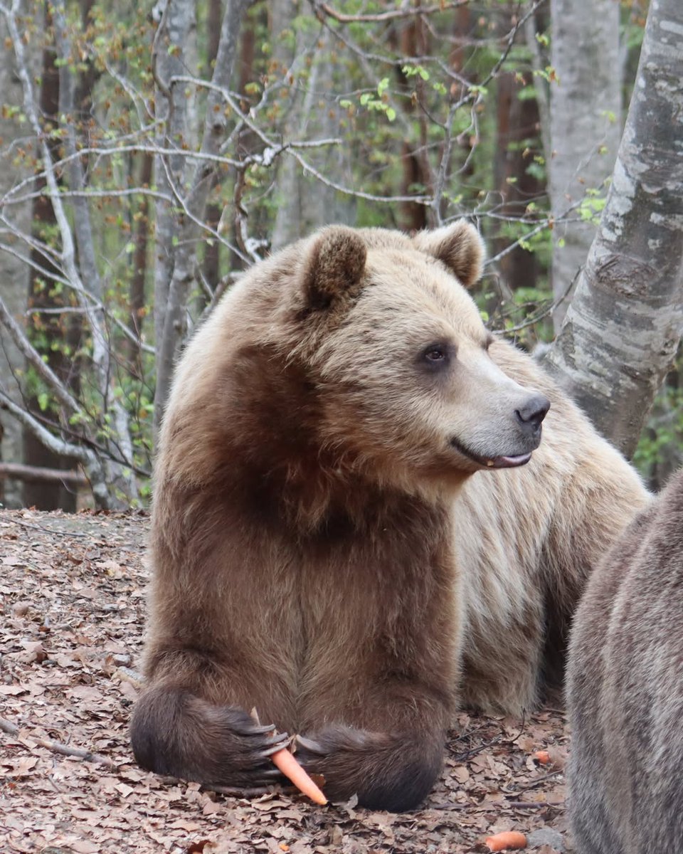 BEAR SANCTUARY Belitsa tweet media