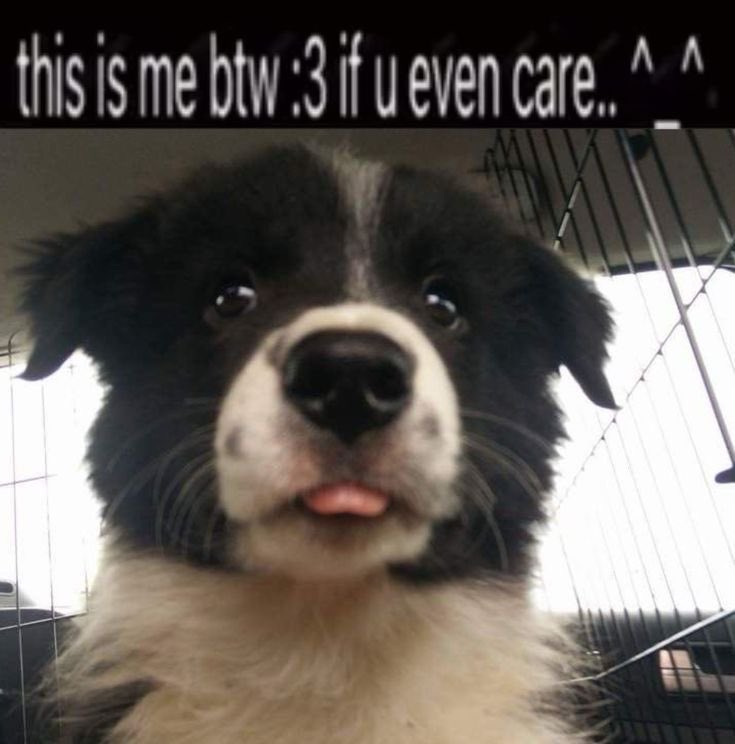 PupGirlBlair ^w^ 🏳️⚧️ tweet media