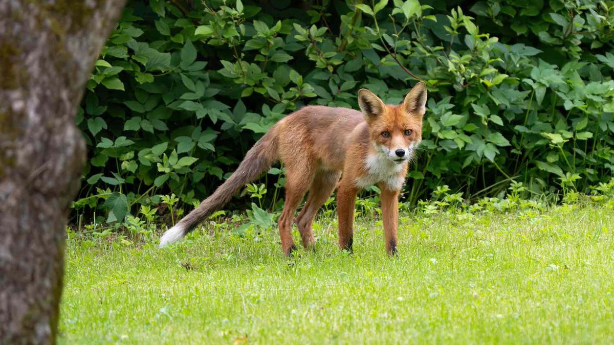 giveashitnature's tweet photo. A wild animal minding its own business is not a problem to be solved. It was here first. If something in your yard makes you google "how do I get rid of it," the thing to check is your instinct, not the animal. https://t.co/grLj2FLDw3