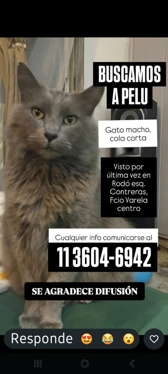 Fundación De Gatitos tweet media