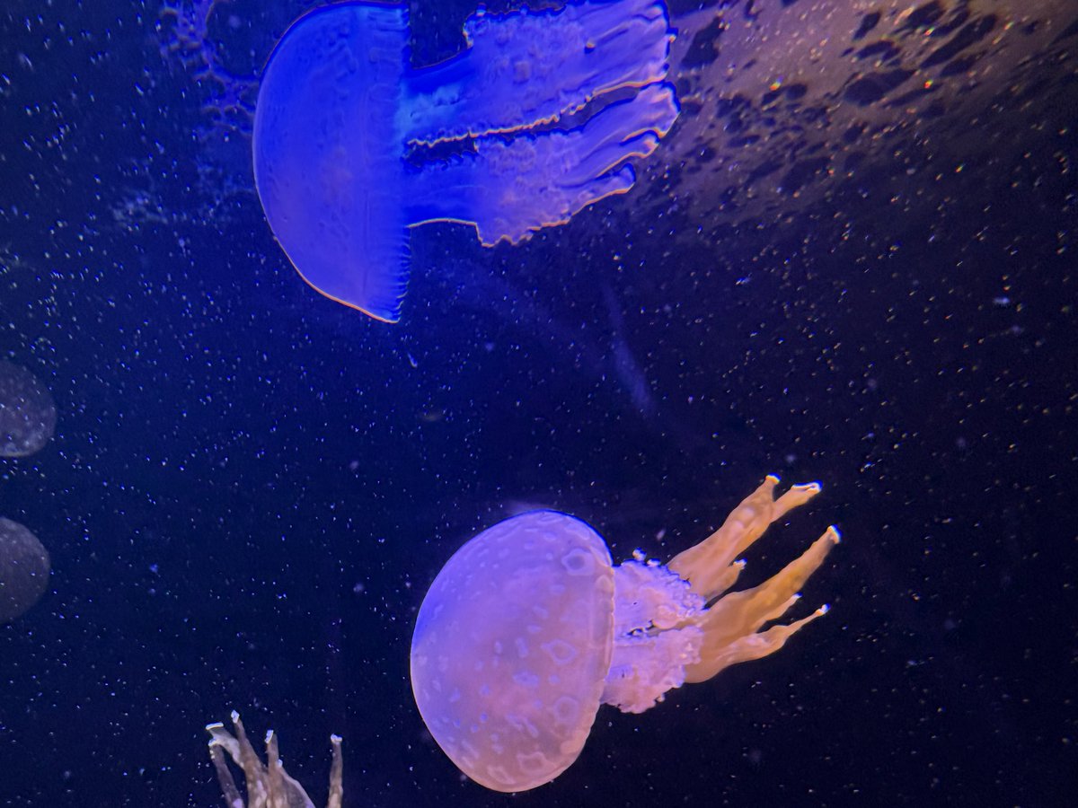 junjunjunjunnn's tweet photo. そういえば水族館久々に行きましたが、とてもよかったです https://t.co/tSQshecsmy