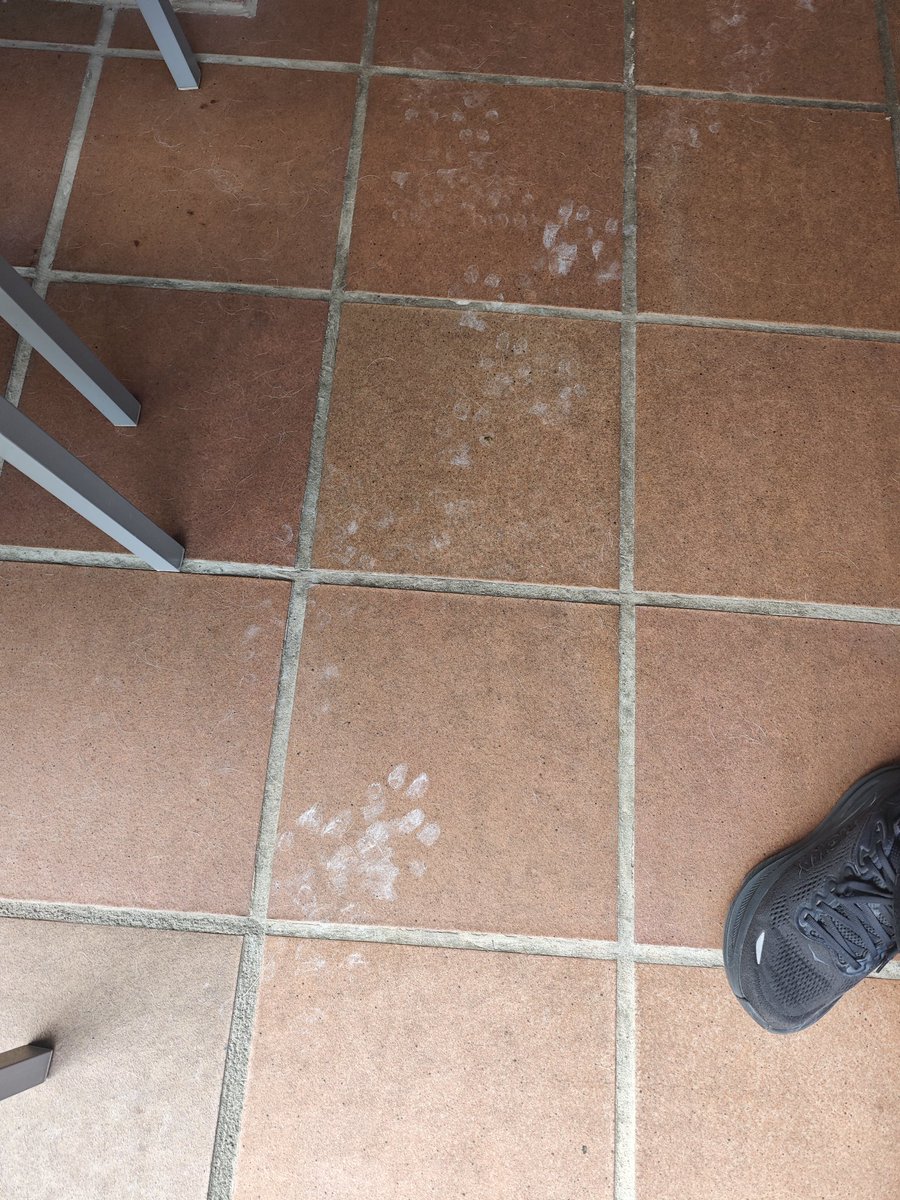 Nei Nei 🐱 De la colonia tweet media
