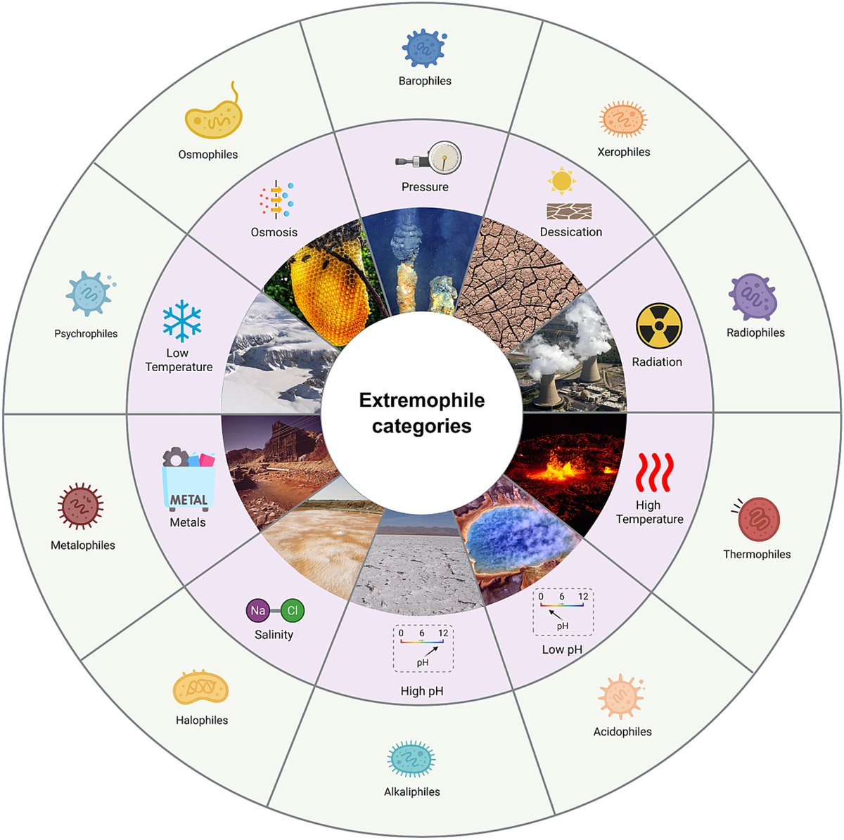 protasov_evgeni's tweet photo. Decoding extremophiles: insights from bioinformatics, machine learning, and data-driven approaches
#microbiology #extremophiles #bioinformatics
https://t.co/kdDrQpqIxG https://t.co/YLKzW1bHh0