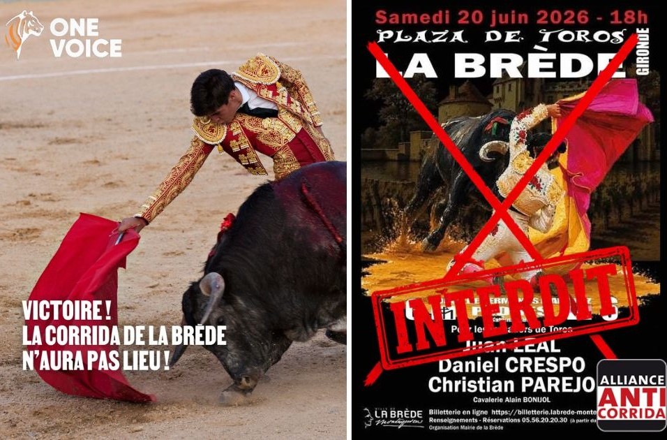BeziersColbac's tweet photo. Bravo à @Anticorrida et @onevoiceanimal qui obtiennent l’interdiction du retour de la corrida à La Brède après 1 an d’interruption. Une décision de justice qui rappelle enfin que la corrida n’est tolérée qu’à titre d’exception. Les temps changent, y compris dans les tribunaux ! https://t.co/kCimMFWjRS