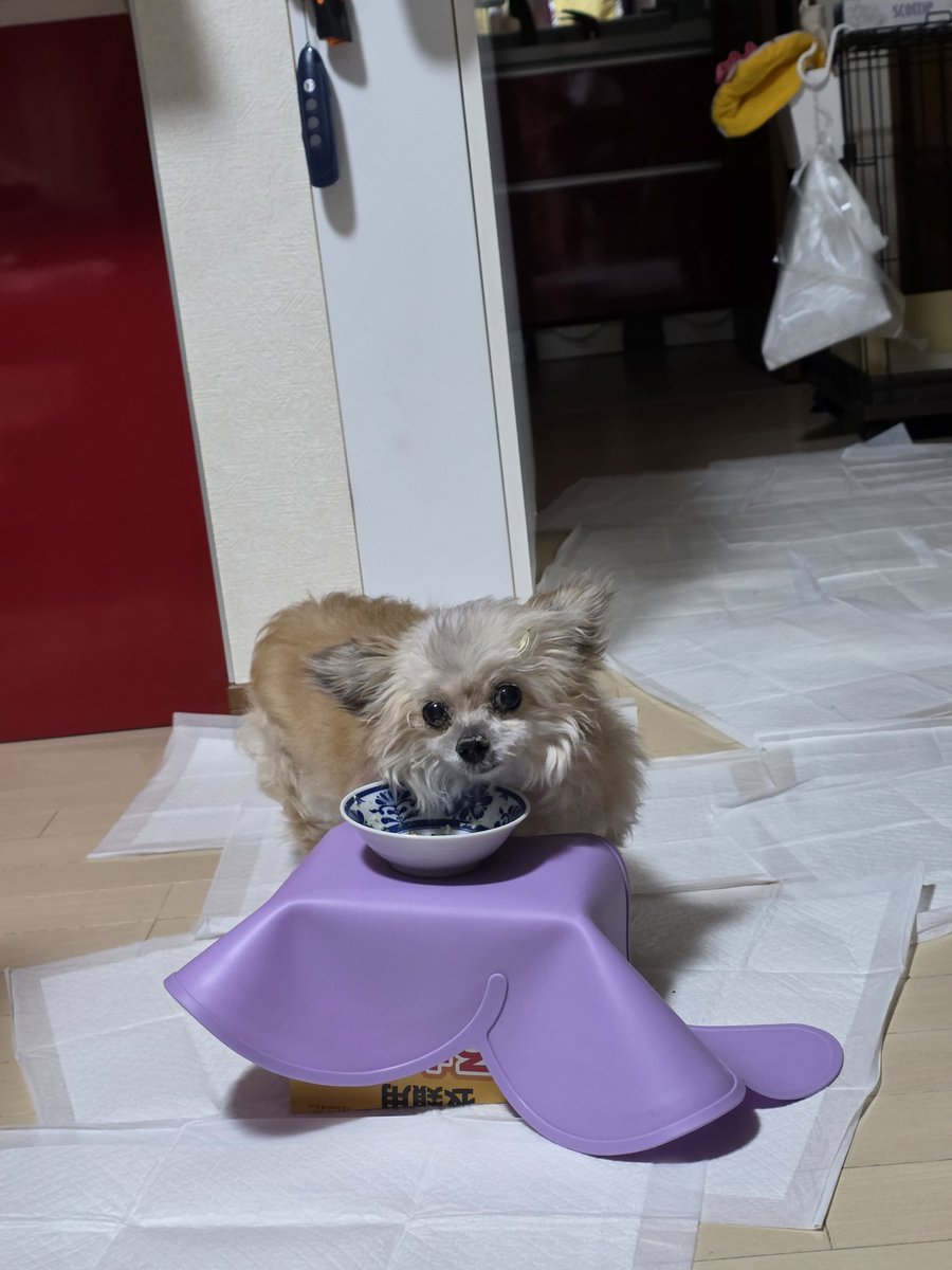 𝖒𝖔𝖓𝖔わんこ tweet media