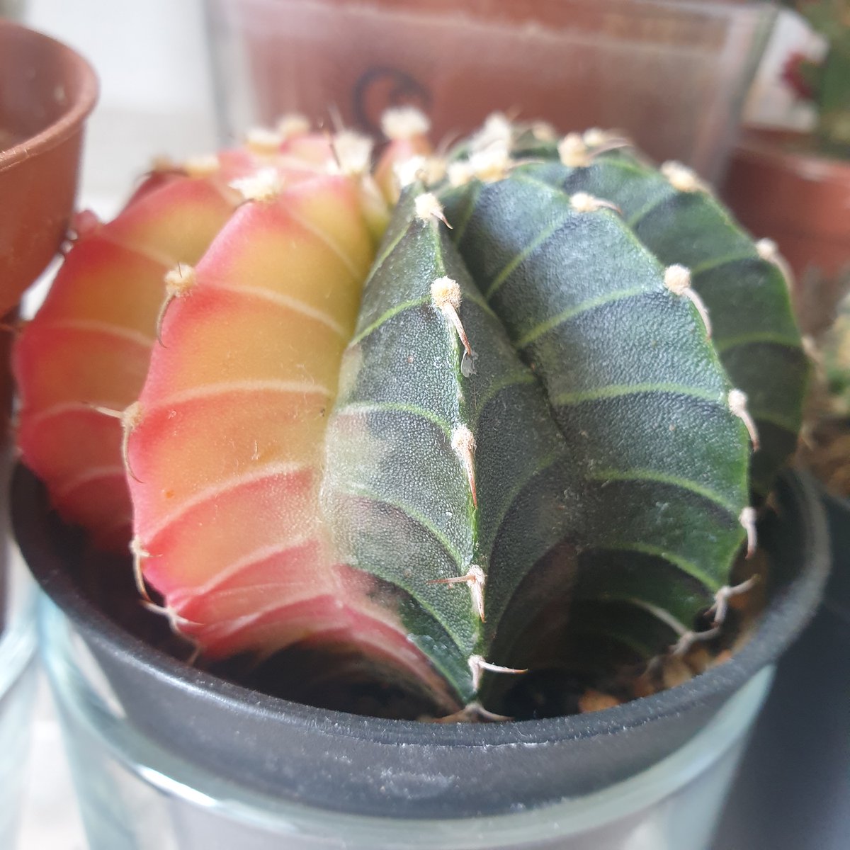 Eyzmaster's tweet photo. Cactus check of the day 🌵
Featuring my little egirl cactus.
Half pink, half green.
Tiny emo cactus vibes.

#eyz
#cactus #plants #plantcollection #egirl #cozyvibes https://t.co/QutPlAh7gi