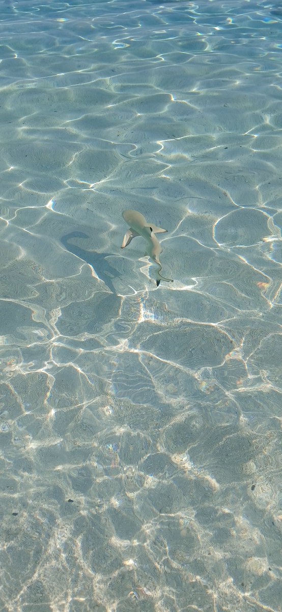 irecep2's tweet photo. Baby blacktip reef shark, Maldives https://t.co/SAww9Uystf