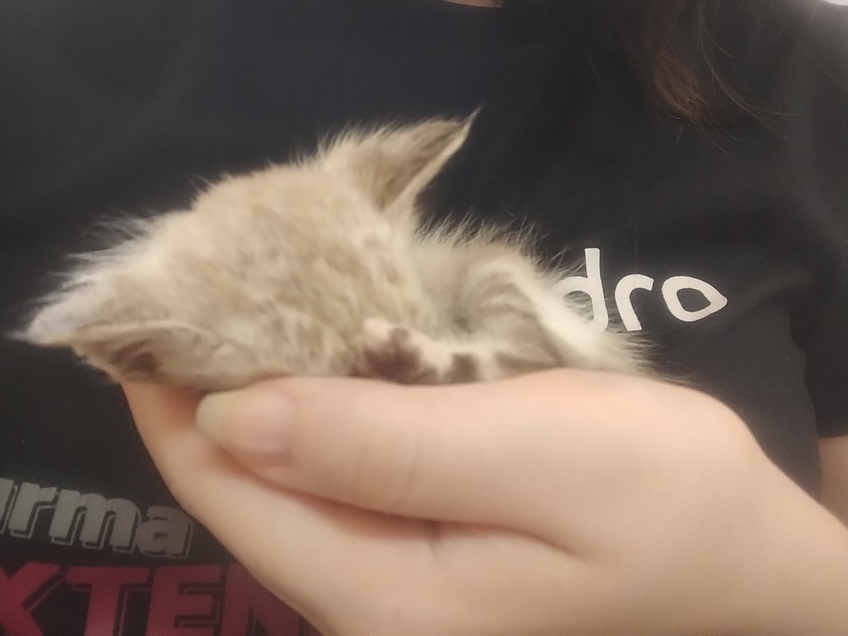llesii_cla's tweet photo. O Aang é um gatinho de 4 meses. Ele passou pelo menos 3 deles indo no veterinário, dês q nasceu.
Essa semana ele foi internado por intoxicação, foram 3 dias de exames e medicações. 
Ele vai ficar bem agora, mas a conta está pesada, pq foram bem mais de R$3000. https://t.co/dJ996V7pq7