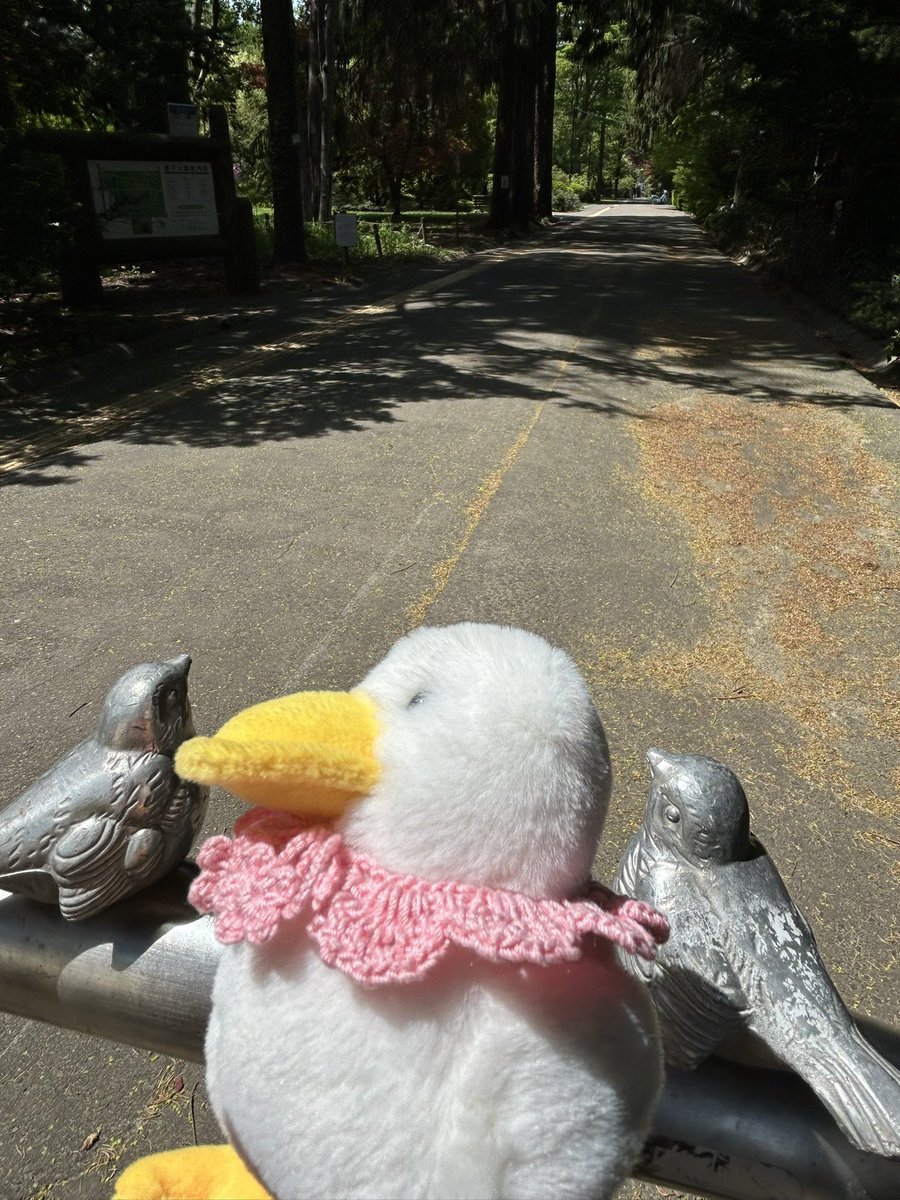 marumarunosekai's tweet photo. なかま？？🪿🦆🦜
#ブルーブルーエ
#もちっとダック
#あひる好き https://t.co/tTjzn3jMhd