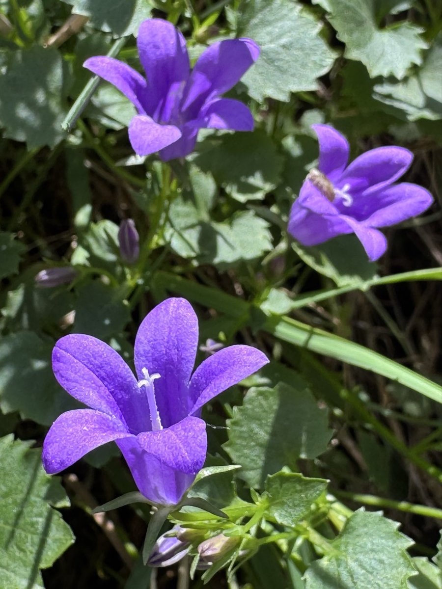 Integrative Healing tweet media