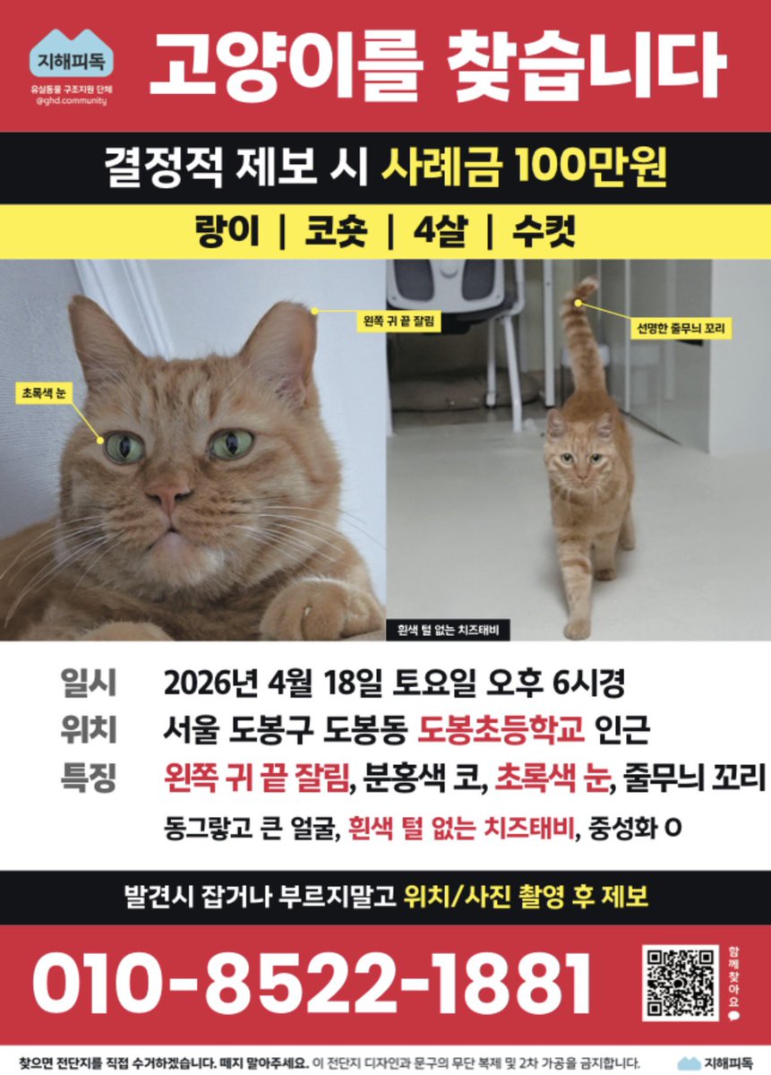 도봉동 고양이 찾습니다 tweet media