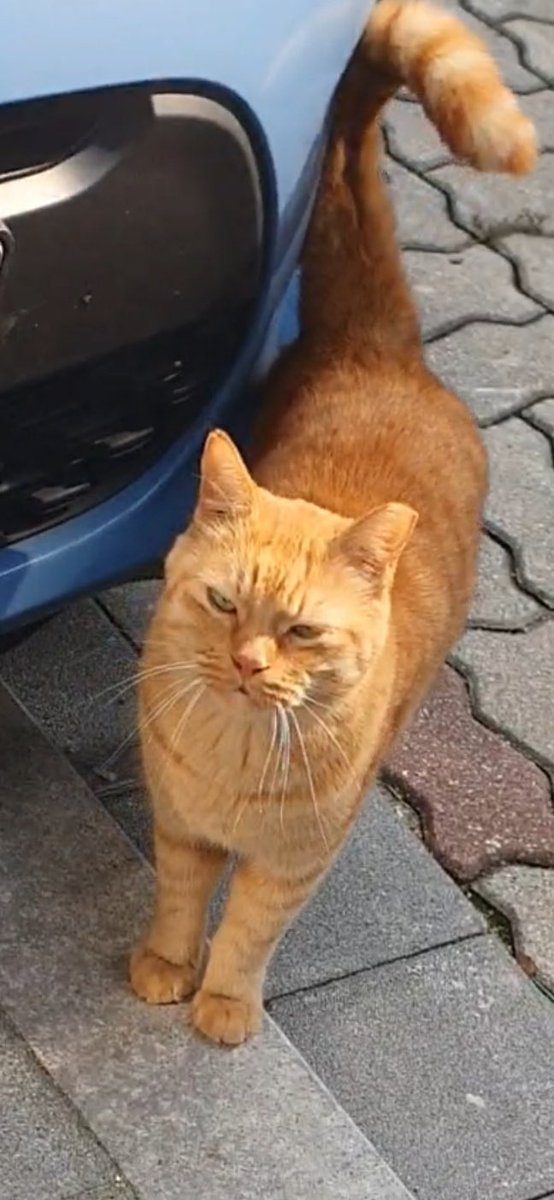 도봉동 고양이 찾습니다 tweet media