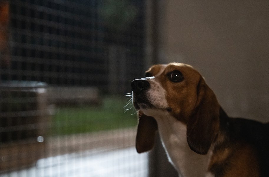 LAV_Italia's tweet photo. Nuova udienza Aptuit: ci siamo opposti alla messa alla prova per la veterinaria accusata di gravi maltrattamenti e uccisioni non necessitate di animali. #LAV continua a battersi da anni contro le irregolarità emerse all'interno della multinazionale👉https://t.co/aOvzq6bXz3