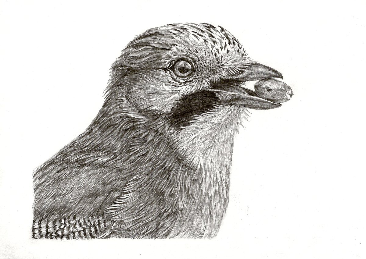 AtelierGeeraets's tweet photo. Potloodtekening gemaakt. Dat doe ik zelden, maar nu dus wel. Het is een Gaai met een eikel in zijn bek. 

‘Genoeg eikels te vinden hier’
21 x 29,7 cm
Potlood op papier 

Delen is lief. https://t.co/CoF7LCssms