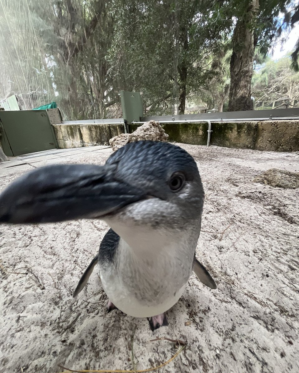 PerthZoo tweet picture