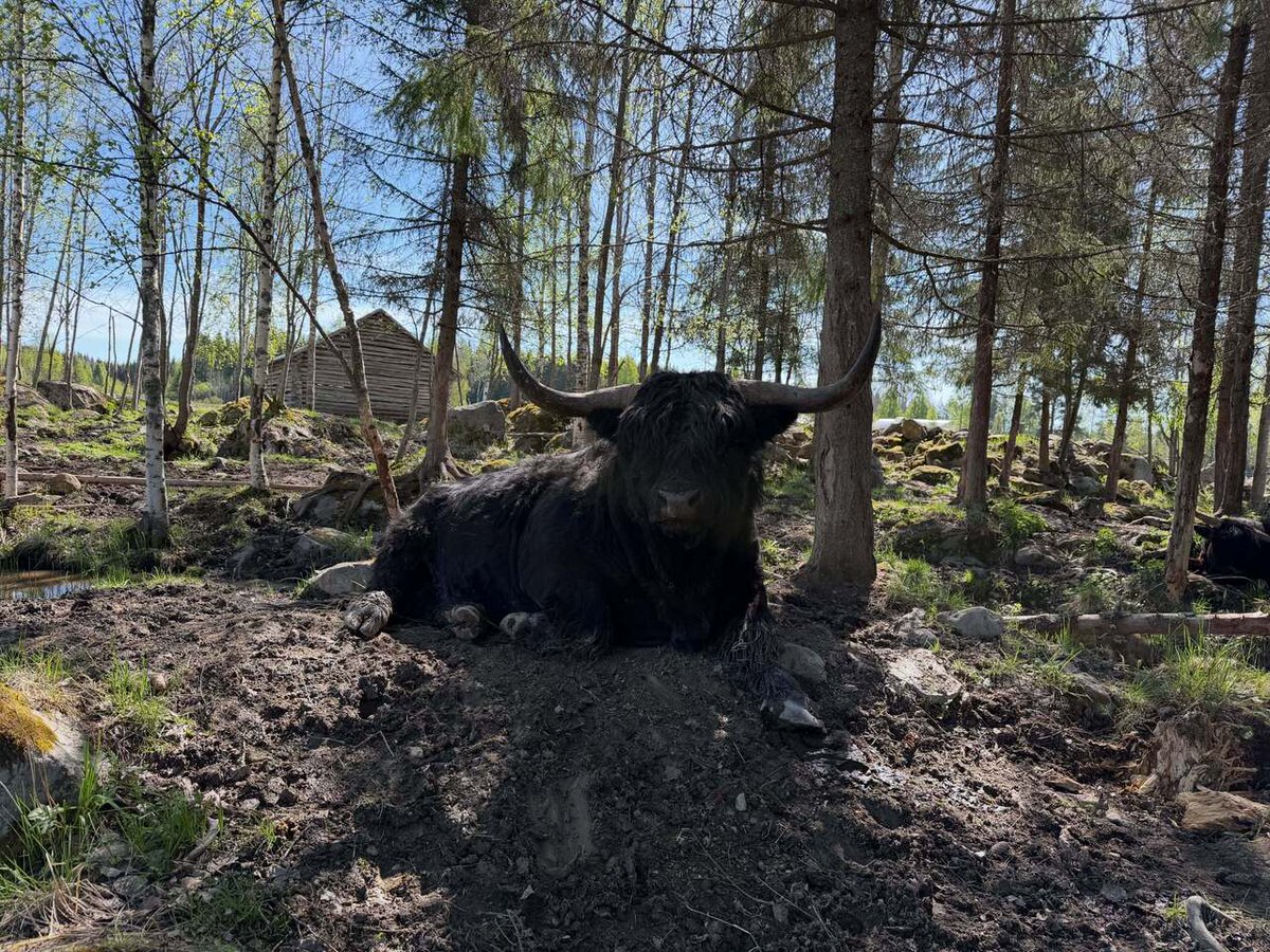 Highland Cattle of Saarela tweet media