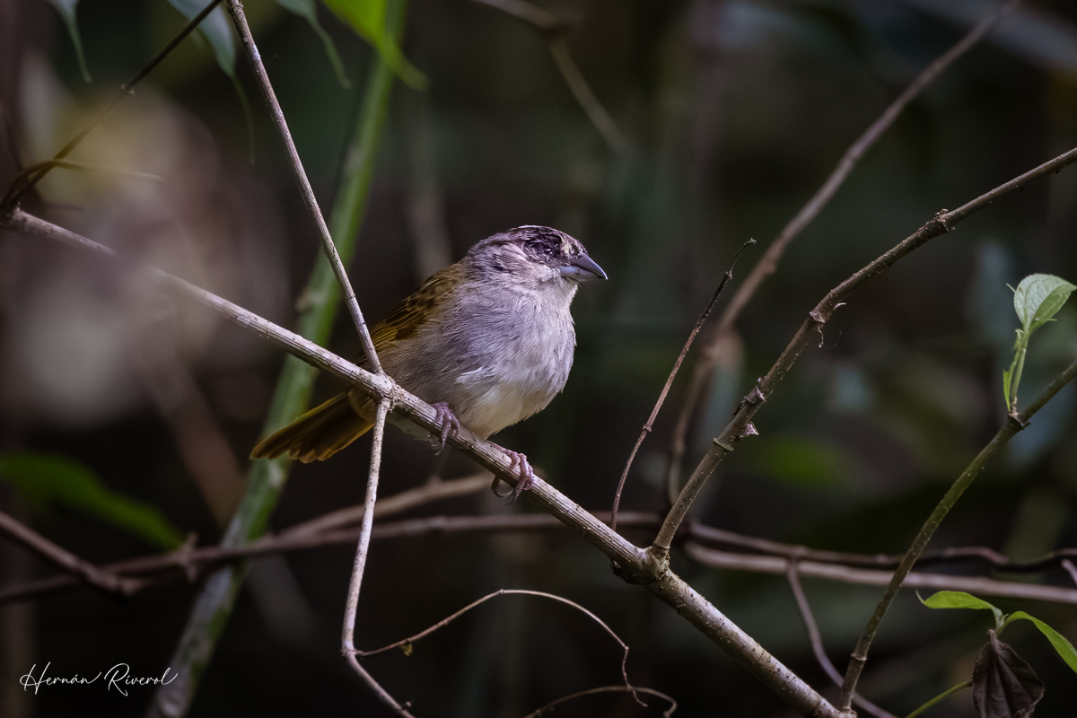 hernanriverol's tweet photo. Green-backed Sparrow (Arremonops chloronotus)
Elijio Panti National Park, Belize
May 2026
#BirdsofBelize #BirdsSeenIn2026 #birds #BirdsofX #birdwatching https://t.co/mttxsq8TIJ
