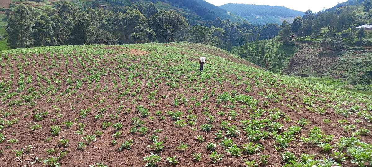 EvelyneNinsiim1's tweet photo. Reminder: It's Kisaja NO MORE SLEEP. Use your expertise, capability talent to ensure we achieve the Tenfold strategy growth. The Rubanda Woman Mp 2026 -2031 is a farmer#Omuhingi #Sustainable development consultant #champions climate change and Environment Management @KigeziTv https://t.co/YoIpZwVMo4