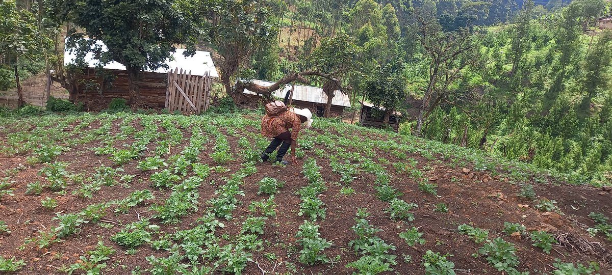 EvelyneNinsiim1's tweet photo. Reminder: It's Kisaja NO MORE SLEEP. Use your expertise, capability talent to ensure we achieve the Tenfold strategy growth. The Rubanda Woman Mp 2026 -2031 is a farmer#Omuhingi #Sustainable development consultant #champions climate change and Environment Management @KigeziTv https://t.co/YoIpZwVMo4