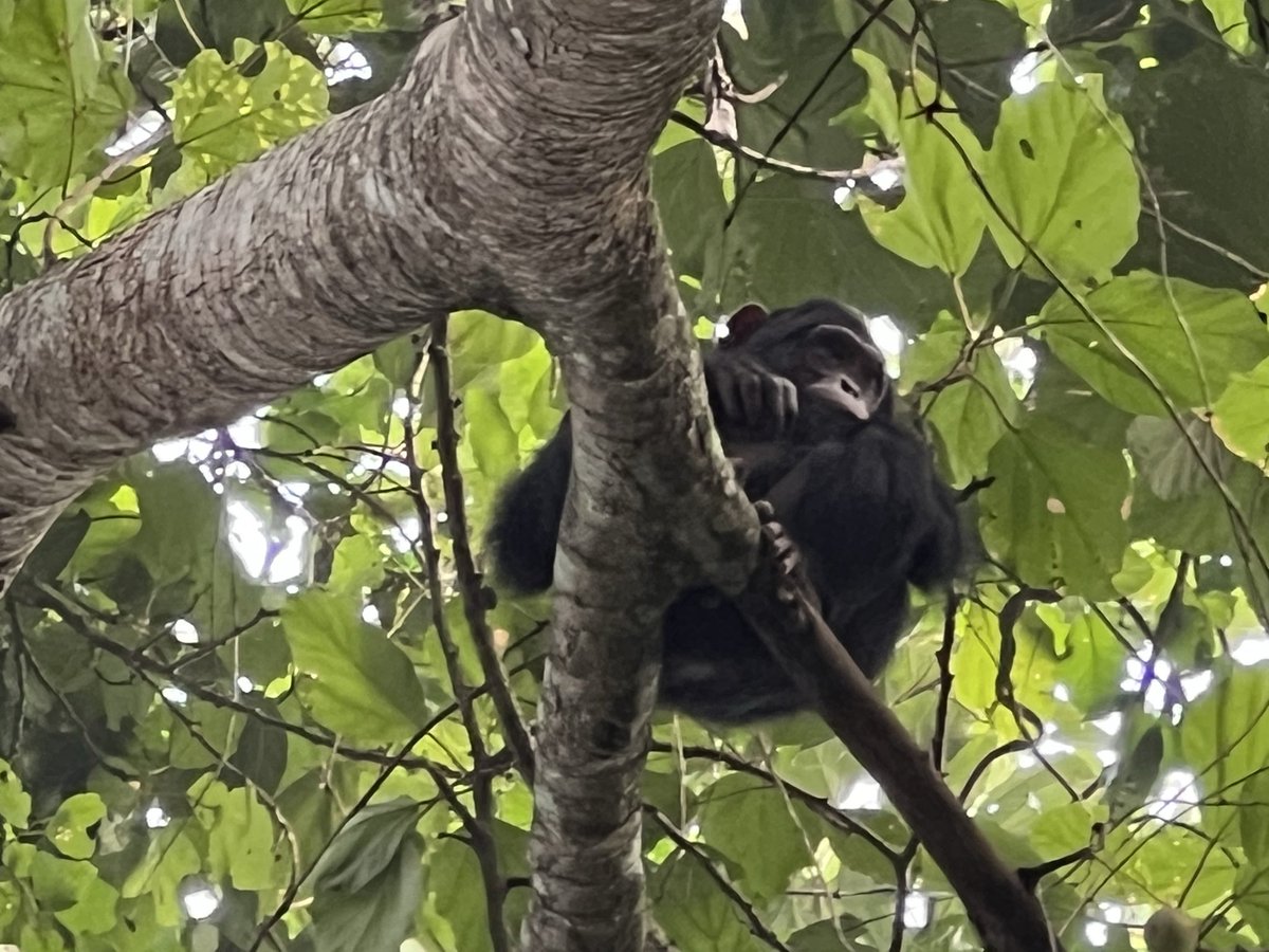 S2GTours's tweet photo. Chimpanzee trekking in Kalinzu Forest Reserve 🇺🇬 — unforgettable encounters with our closest relatives in the wild.

Explore Uganda with Safari 2 Gorilla Tours
https://t.co/geKKjXJ6pK #Safari2GorillaTours #ChimpanzeeTrekking https://t.co/dgYFBkPqTq