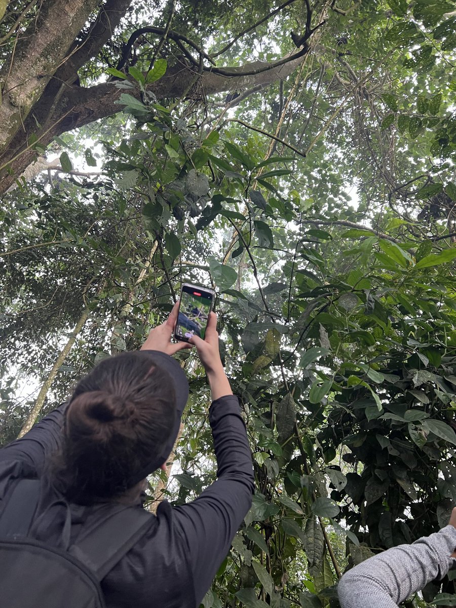S2GTours's tweet photo. Chimpanzee trekking in Kalinzu Forest Reserve 🇺🇬 — unforgettable encounters with our closest relatives in the wild.

Explore Uganda with Safari 2 Gorilla Tours
https://t.co/geKKjXJ6pK #Safari2GorillaTours #ChimpanzeeTrekking https://t.co/dgYFBkPqTq