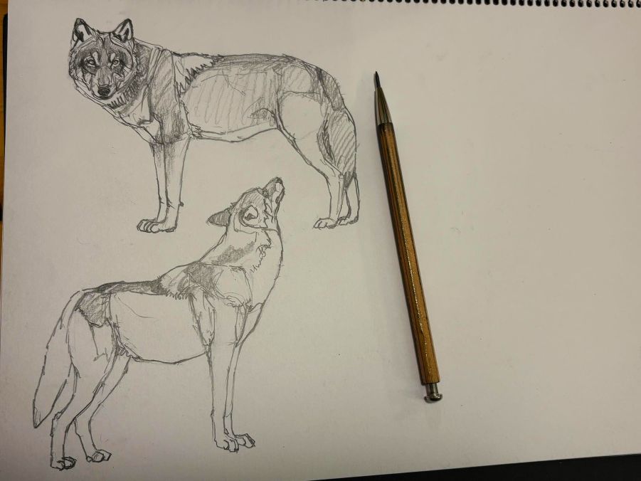 haiiromizunagi's tweet photo. いつもの所ⅠとⅡで #オオカミ #Wolf #Canis を #大人の鉛筆 で #スケッチ #ドローイング 戌年生れだから、本種は押さえておきたい‥そんな訳で本日も(写真は歪んでいる‥)。途中T 先生と電話でお話する時間があり、Bruno Liljeforsの絵が近々名古屋にも来るらしい事がわかった。是非とも見てみたい。 https://t.co/7xO5bPfd1V