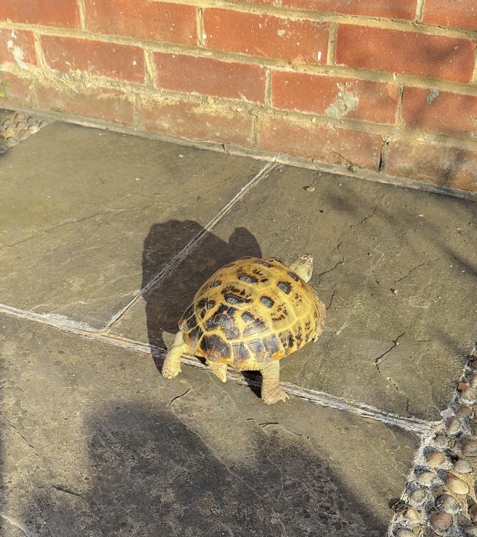 Gladys Beak 🐢 tweet media