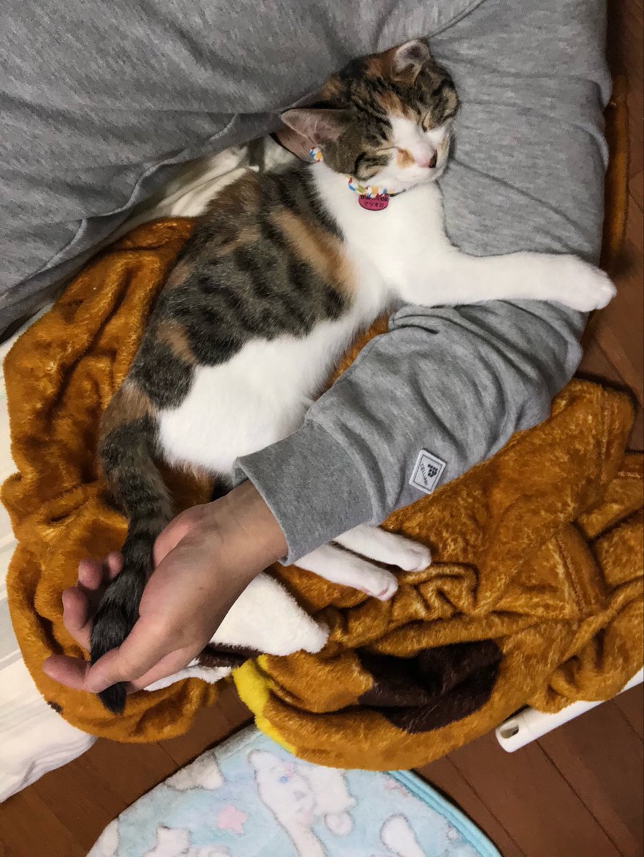 三毛猫 バイク ハイパーです おやすみなさい ハイパーです #ねこのハイパー