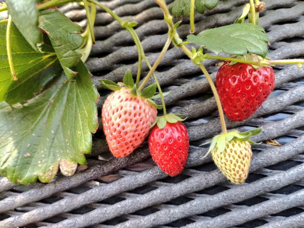 fuyo_u09's tweet photo. 駆け込みいちご狩りにいってきました🍓
幼少期ぶり？でしたが、温室でほんのり温みのある果物を食べた時の甘さの感じ方の違いや品種の味わいの違い。自分で選ぶワクワクさで童心にかえれました(*´﹀`*) https://t.co/bine983EFq