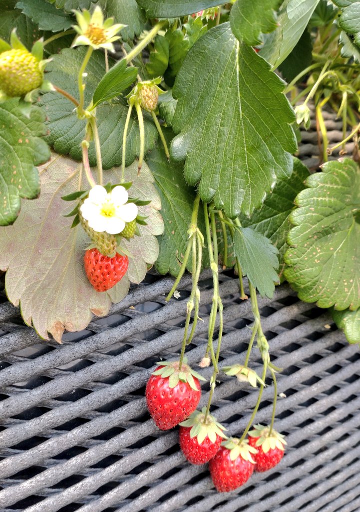 fuyo_u09's tweet photo. 駆け込みいちご狩りにいってきました🍓
幼少期ぶり？でしたが、温室でほんのり温みのある果物を食べた時の甘さの感じ方の違いや品種の味わいの違い。自分で選ぶワクワクさで童心にかえれました(*´﹀`*) https://t.co/bine983EFq