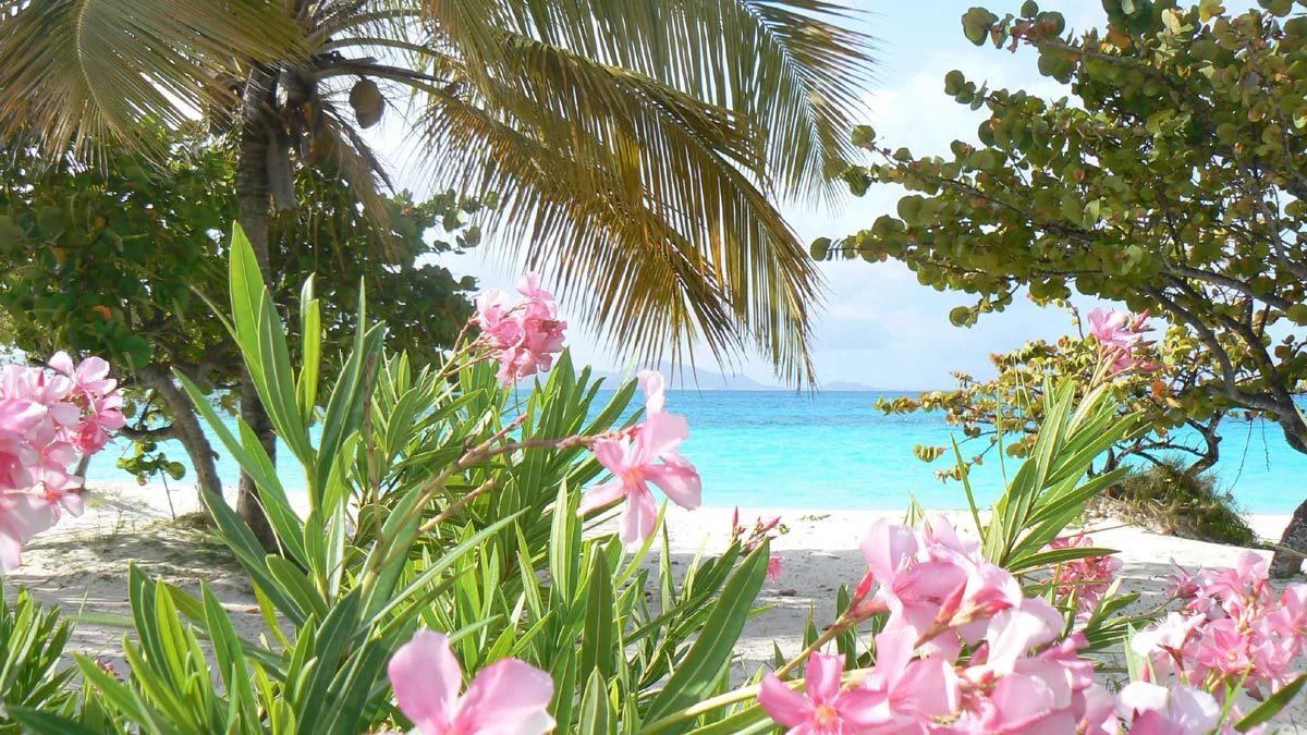 ᘏෆᘏ ݁˖ 🌸🍭 tweet media