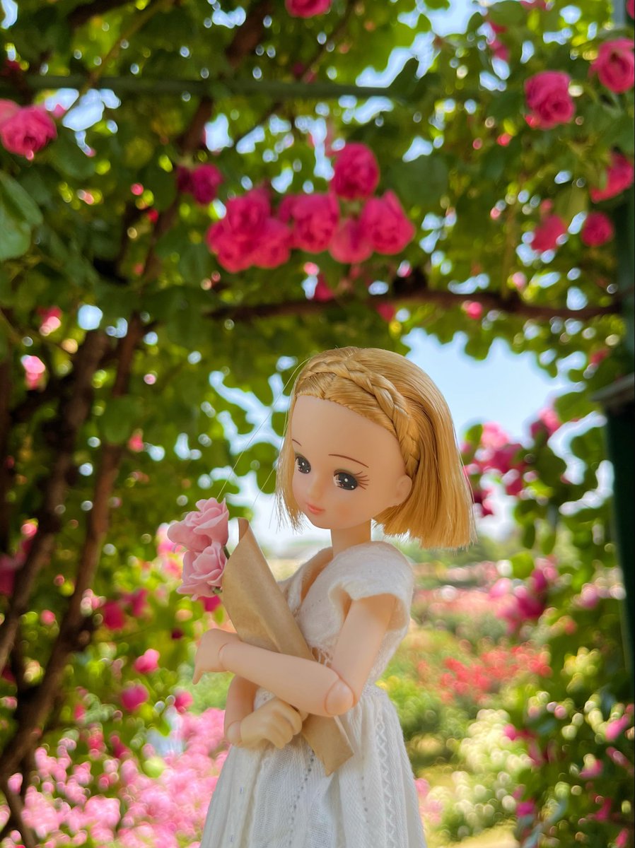 MioLicca's tweet photo. 京成バラ園🌹リカちゃんとミニチュアバラを持って。春薔薇が見頃でとても綺麗でした！ロケならいまが、まさにおすすめタイミングです♡ https://t.co/ghB4xltcY1