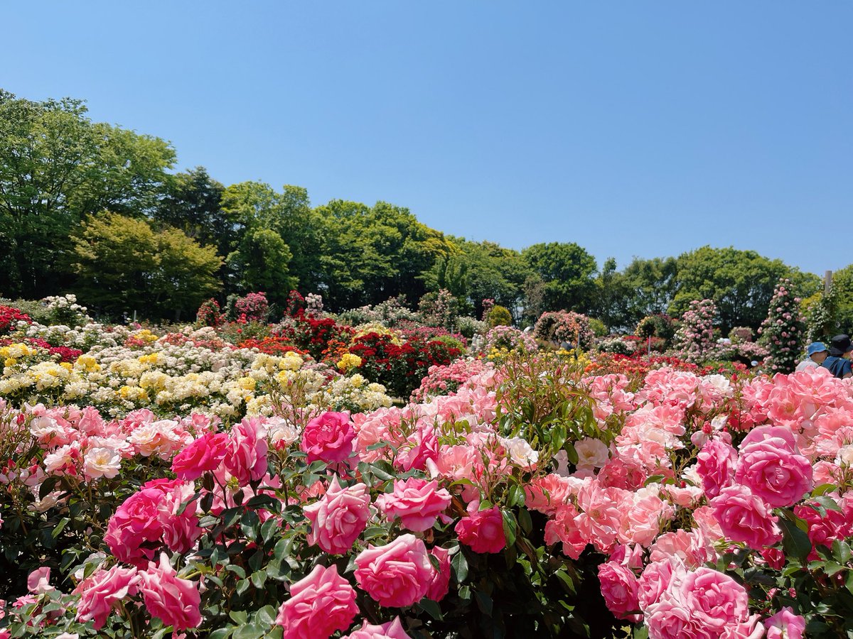 MioLicca's tweet photo. 京成バラ園🌹リカちゃんとミニチュアバラを持って。春薔薇が見頃でとても綺麗でした！ロケならいまが、まさにおすすめタイミングです♡ https://t.co/ghB4xltcY1