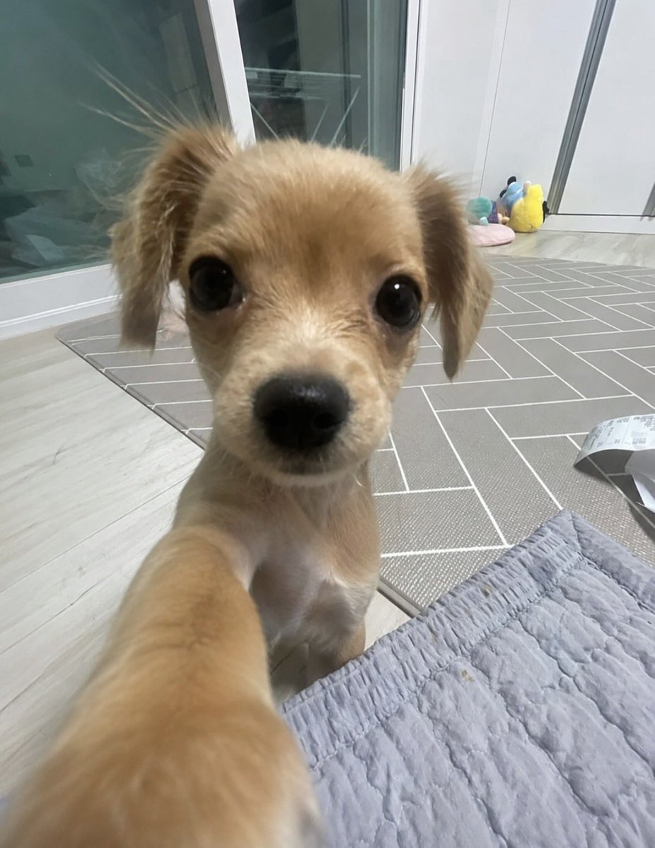 inn(지존이) tweet media