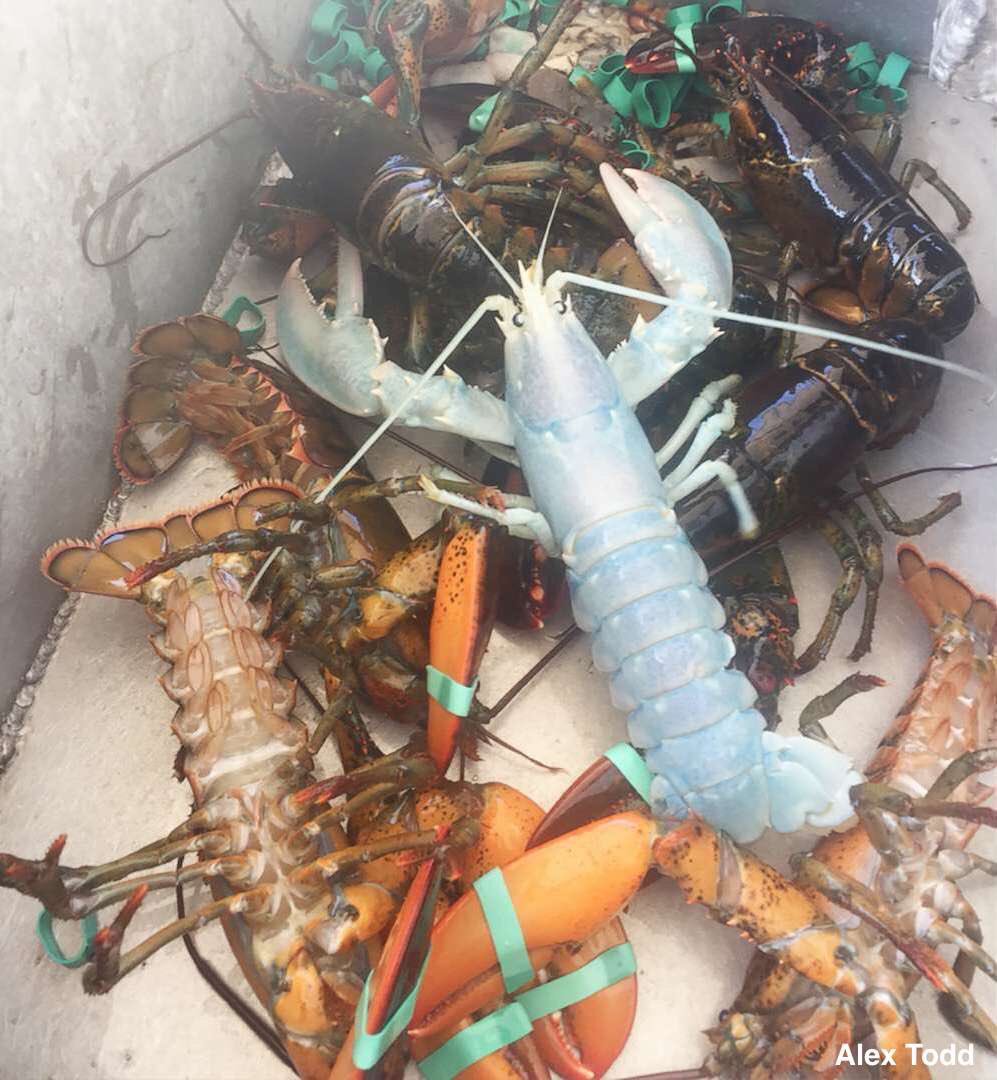 Strange_Animals's tweet photo. An extremely rare 'translucent' lobster caught by a Maine fisherman. It was released back into the ocean shortly after.

(Photos Alex Todd) https://t.co/Yd9N7FyADQ