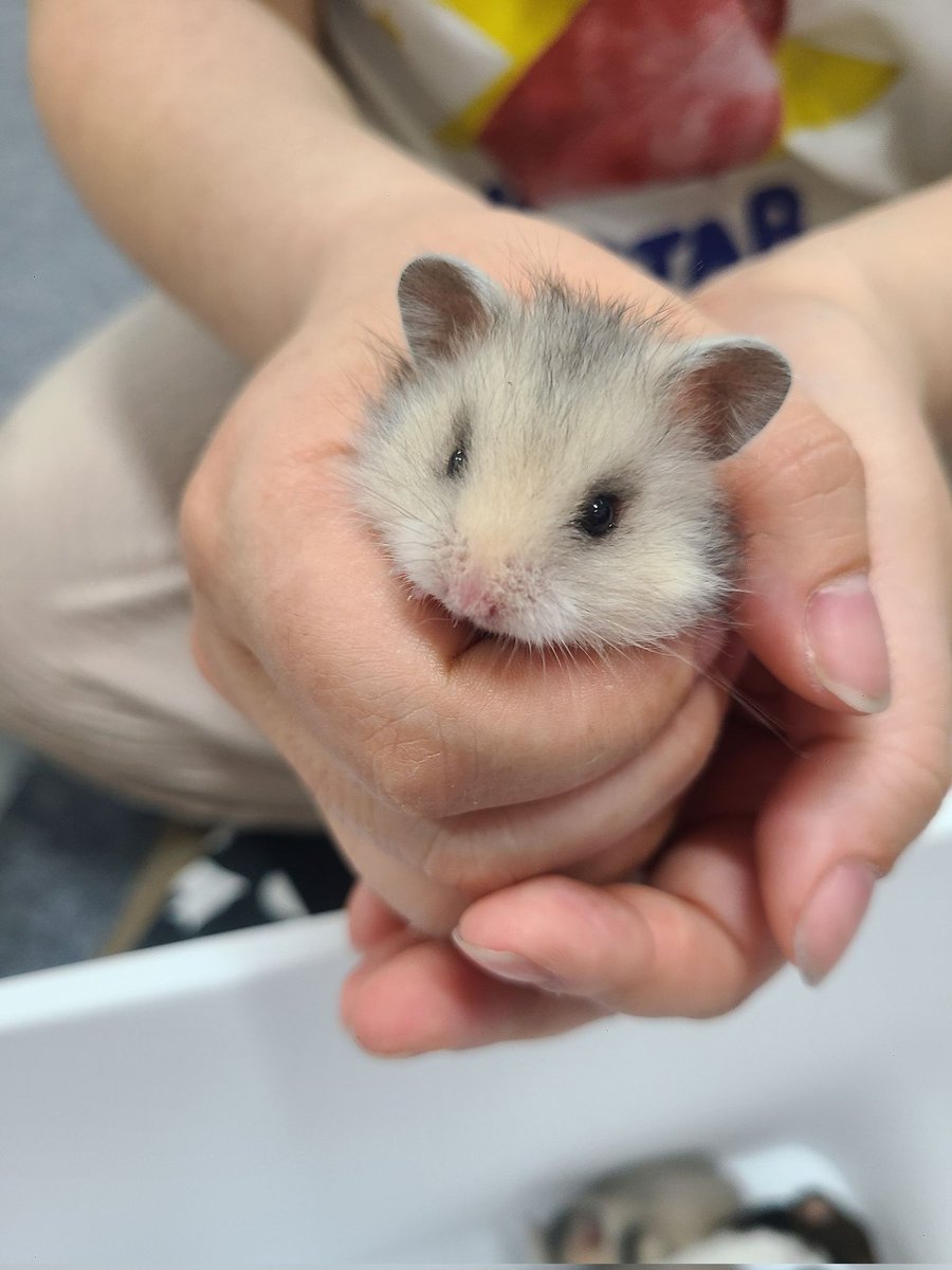 cat_YASHINAI's tweet photo. ハムちゃん欲しい方いらっしゃいますか☺️
ロングの男の子です https://t.co/2WMm8mEH4u