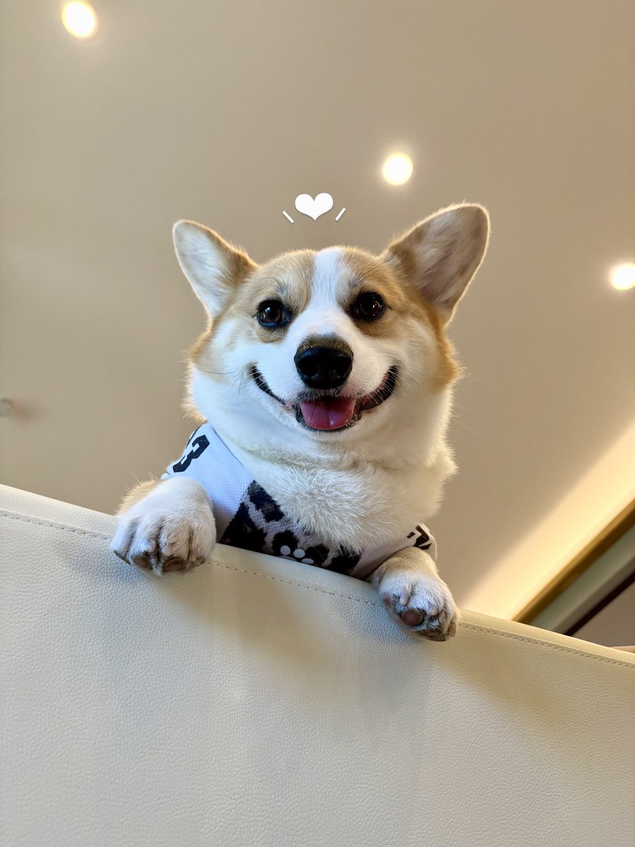 soy_lateeeee's tweet photo. うちの子が可愛すぎて
ころげおちそう。飼い主が(？)

#corgi 
#コーギー 
#犬のいる生活 
#犬 #dog https://t.co/HM45Di0ZJr