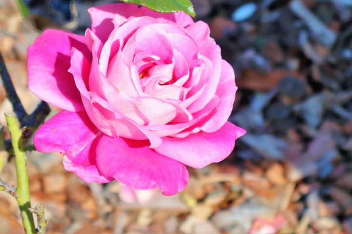 IOvchi's tweet photo. Art of the Day! "A pink rose on the blurry background". Buy at: https://t.co/ufZUWkeRmp https://t.co/mGzW7JRbGb