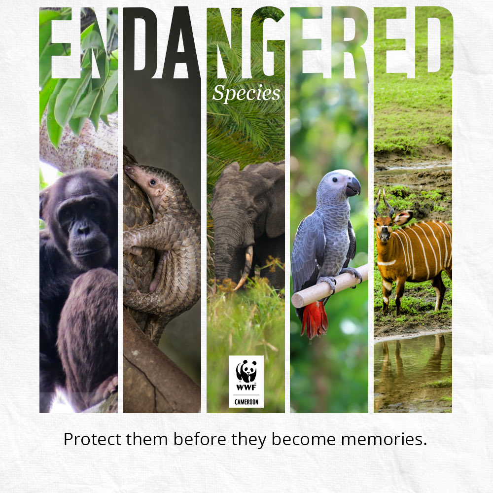 wwfcameroon's tweet photo. They are more than species; they sustain the ecosystems we depend on.

Today, many are under growing pressure. Protecting endangered species means protecting our shared future.

Before they become memories, let’s act.

#WWFCameroon #EndangeredSpecies #Biodiversity #Conservation https://t.co/se9RcSAozt
