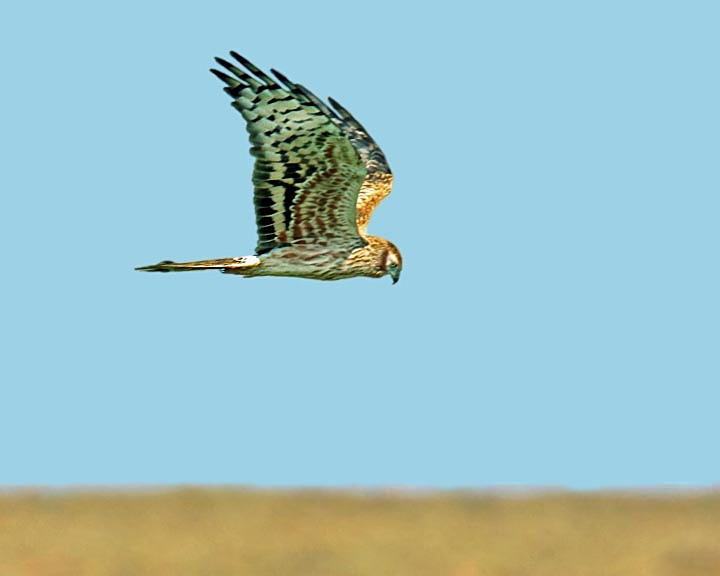 levelsbirder's tweet photo. Montagu's Harrier - female, still on Tealham Moor this late-morning (19-May). A distant video (my 7th in Somerset), also a still photo from Spain in 2019.
Note: Click on small gear icon in lower RH cnr and set Quality to 720p if not already so. https://t.co/clSg5ENtj6