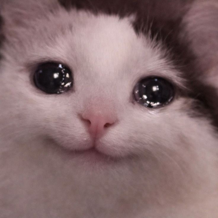 ✧𝘑𝘦𝘳𝘳𝘺✧ tweet media