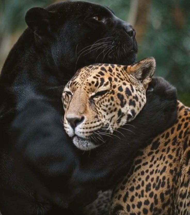 _animals_1's tweet photo. https://t.co/aRrBnxZqsh