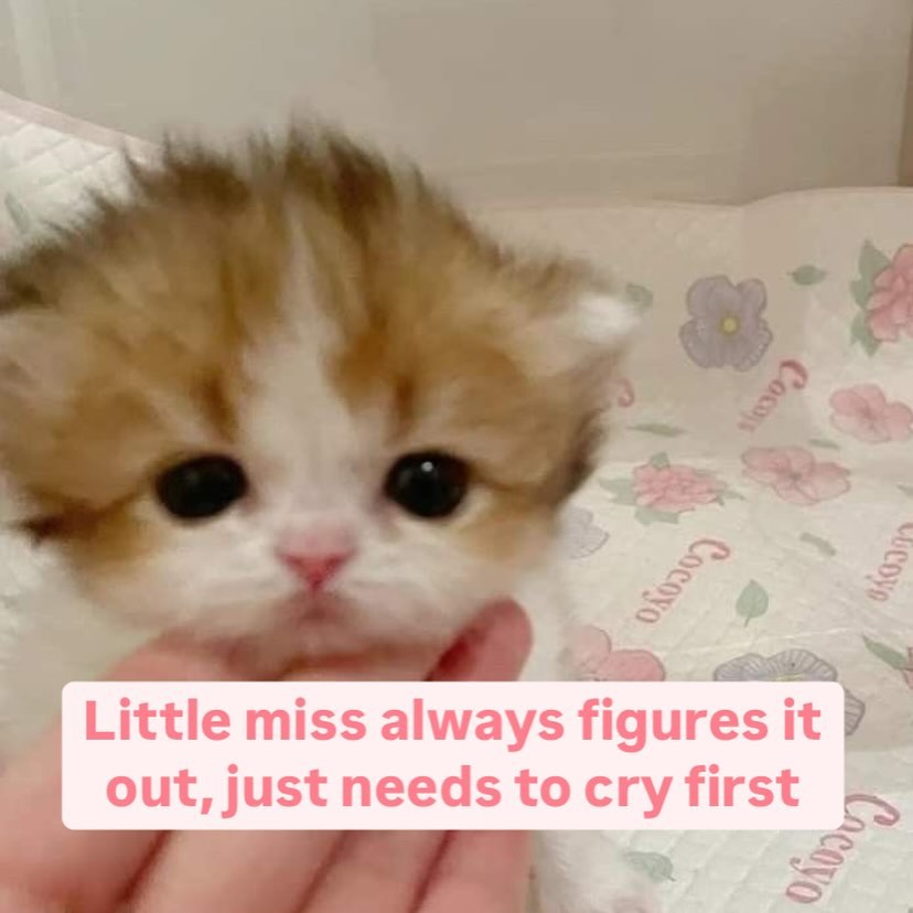 smol silly cat tweet media