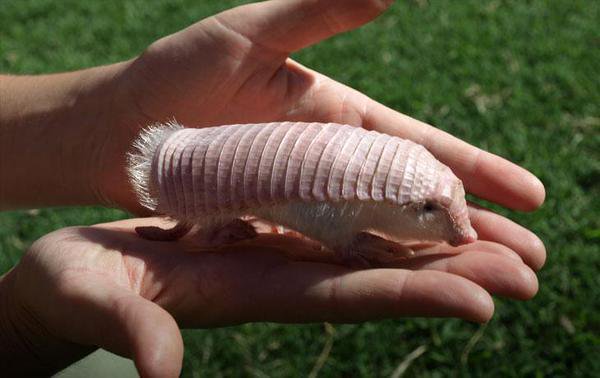 Strange_Animals's tweet photo. This is the pink fairy armadillo, which lives in Argentina and weighs only 100g…

(Photo via @qikipedia) https://t.co/HsoMHz7Xyz