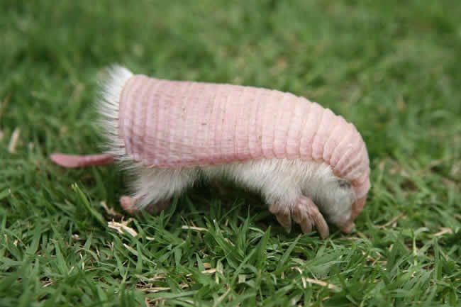 Strange_Animals's tweet photo. This is the pink fairy armadillo, which lives in Argentina and weighs only 100g…

(Photo via @qikipedia) https://t.co/HsoMHz7Xyz