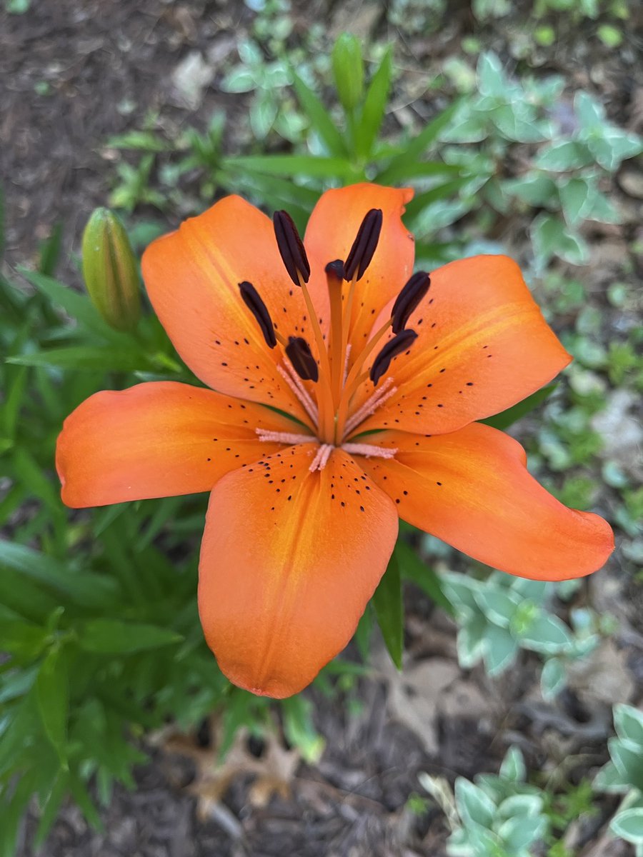 gopamnc's tweet photo. Asiatic daylily- a hummingbird was enjoying this!  #gardening https://t.co/tcjnuPAuMD